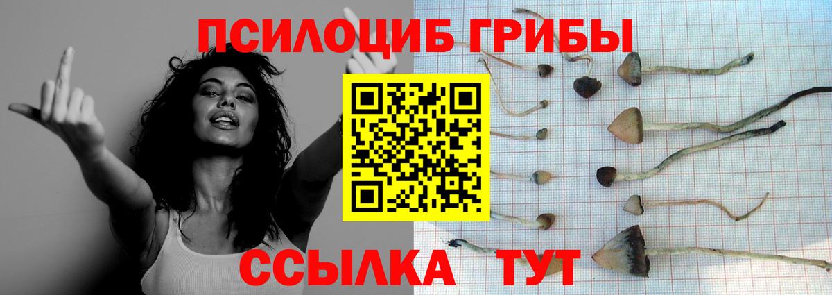 Галлюциногенные грибы Psilocybine cubensis Кемерово